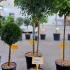 Phillyrea angustifolia - Jasmine Box 1.1-1.2 m buy online UK.