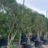 Phillyrea angustifolia - Jasmine Box 2-2.5 m buy online UK.