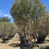 phyillyrea-ang 2.5-3 m buy online UK.