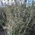 Phillyrea angustifolia - Jasmine Box 1.5-1.75 m buy online UK.