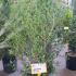 Phillyrea angustifolia - Jasmine Box 1.25-1.5 m buy online UK.