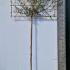 Phillyrea Angustifolia Pleached 3 m buy online UK.