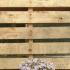 Phlox Subulata Candy Stripe 10 cm buy online UK.