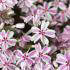Phlox Subulata Candy Stripe, also known as Creeping Phlox or Moss Pink, perennials for sale online with UK delivery.