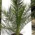 Phoenix Canariensis 1-1.25 m buy online UK.