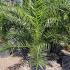 Phoenix Canariensis 1.25-1.5 m buy online UK.