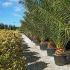 Phoenix Canariensis 3-3.5 m buy online UK.