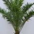 Phoenix Canariensis 1.5-1.75 m buy online UK.