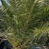 Phoenix Canariensis 1.75-2 m buy online UK.