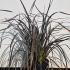 Phormium Bronze Baby Flax Lily 60-80 cm buy online UK.