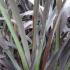 Phormium Platts Black, Buy Grasses Online UK
