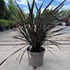 phorplatt 50-70 cm buy online UK.