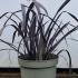 Phormium Platts Black 20-30 cm buy online UK.