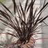 Phormium Platts Black 80-100 cm buy online UK.