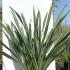 Phormium Tenax 1-1.25 m buy online UK.