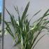 Phormium Tenax 80-100 cm buy online UK.