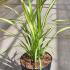 Phormium Tenax Apricot Queen New Zealand Flax 60-80 cm buy online UK.