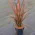Phormium Tenax Pink Stripe New Zealand Flax 60-80 cm buy online UK.