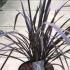 Phormium Tenax Purpurea 30-40 cm buy online UK.