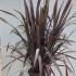 Phormium Tenax Purpurea 80-100 cm buy online UK.