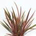 Phormium Tenax Rainbow Queen Flax Lily 80-100 cm buy online UK.