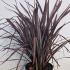 Phormium Tenax Red Sensation Flax Lily 60-80 cm buy online UK.
