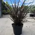 ptrs 50-70 cm buy online UK.