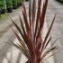 Phormium Tenax Sundowner New Zealand Flax  60-80 cm buy online UK.
