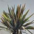 Phormium Tenax Sundowner New Zealand Flax  80-100 cm buy online UK.