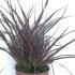 Phormium Tenax Surfer Bronze New Zealand Flax 40-60 cm buy online UK.