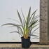 phormv 50-60 cm buy online UK.