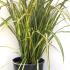 Phormium Tenax Variegated 80-100 cm buy online UK.