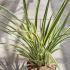 Phormium Tricolour 60-80 cm buy online UK.