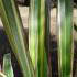 Phormium Cookianum Subsp.Hookeri Tricolour, Mountain Flax Tricolour for sale at our London plant centre, UK