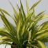 Phormium Yellow Wave 80-100 cm buy online UK.