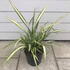 Phormium Yellow Wave or Variegated New Zealand Flax, buy online UK