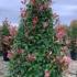 Photinia Red Robin Topiary Cones