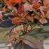 Photinia Fraseri Camilvy 20-40 cm buy online UK.