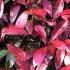 Photinia Fraseri Camilvy