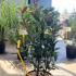 Photinia Fraseri Carré Rouge 80-100 cm buy online UK.