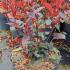 pfcr 50-60 cm buy online UK.