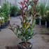 Photinia Fraseri Carré Rouge 30-40 cm buy online UK.
