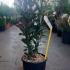 Photinia Fraseri Carré Rouge 60-80 cm buy online UK.