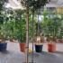 Photinia Fraseri Carré Rouge 1.7-1.9 m buy online UK.