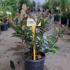 Photinia Fraseri Little Red Robin 20-30 cm buy online UK.
