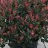 Photinia Fraseri Little Red Robin 80-100 cm buy online UK.