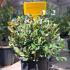 Photinia Fraseri Little Red Robin 30-40 cm buy online UK.