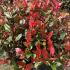 Photinia Fraseri Little Red Robin 50-60 cm buy online UK.