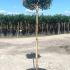 Photinia Fraseri Little Red Robin Tree Standard 1.2-1.3  m buy online UK.