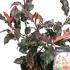 Photinia Fraseri Magical Volcano Christmas Berry 20-30 cm buy online UK.